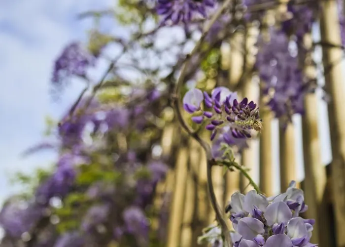 Urban Atlantico Πόντα Ντελγκάντα